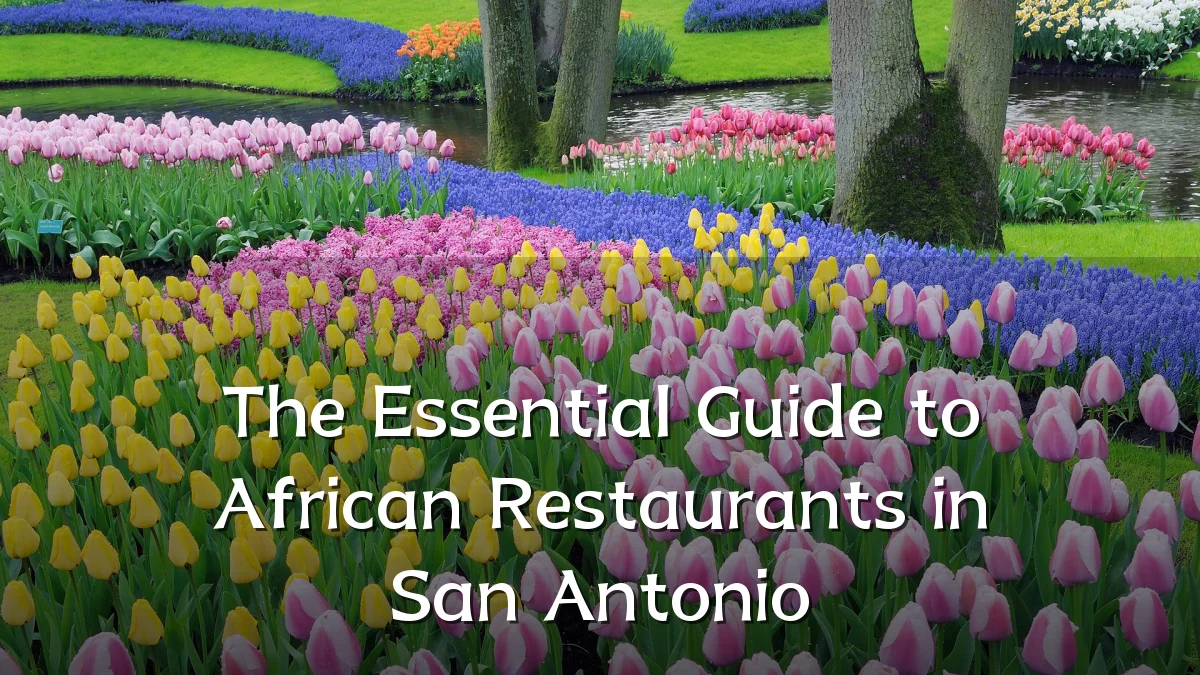 The Essential Guide to African Restaurants in San Antonio